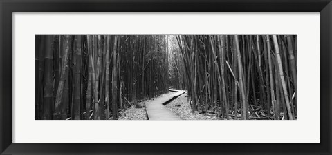 Framed Bamboo forest in black and white, Oheo Gulch, Seven Sacred Pools, Hana, Maui, Hawaii, USA Print