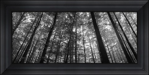 Framed Low angle view of beech trees in Black and White, Germany Print