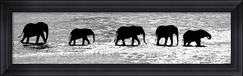 Framed Herd of African Elephants Crossing the Uaso Nyiro River, Kenya (black &amp; white) Print