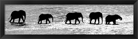 Framed Herd of African Elephants Crossing the Uaso Nyiro River, Kenya (black &amp; white) Print