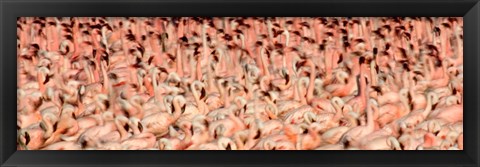 Framed Greater flamingos with Lesser flamingos in flight, Lake Nakuru, Lake Nakuru National Park, Kenya Print