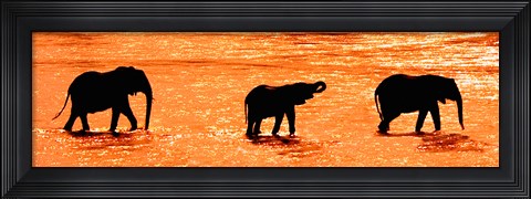 Framed Three African Elephants Crossing the Uaso Nyiro River, Kenya Print