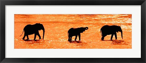 Framed Three African Elephants Crossing the Uaso Nyiro River, Kenya Print