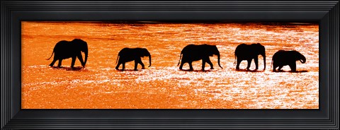 Framed Herd of African Elephants Crossing the Uaso Nyiro River, Kenya Print