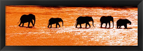 Framed Herd of African Elephants Crossing the Uaso Nyiro River, Kenya Print