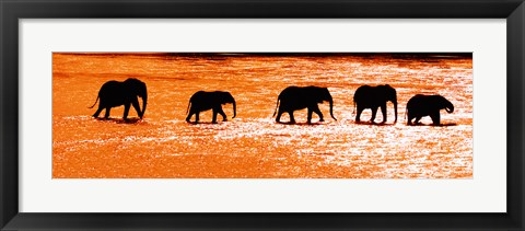 Framed Herd of African Elephants Crossing the Uaso Nyiro River, Kenya Print