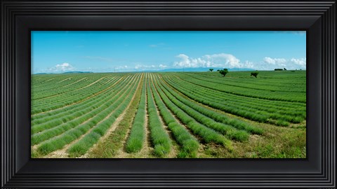 Framed Lavender field just days prior to flowers emerging, Plateau de Valensole, Provence-Alpes-Cote d&#39;Azur, France Print