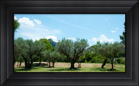 Framed Olive trees in front of the ancient Monastere Saint-Paul-De-Mausole, St.-Remy-De-Provence, Provence-Alpes-Cote d&#39;Azur, France Print