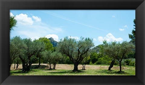 Framed Olive trees in front of the ancient Monastere Saint-Paul-De-Mausole, St.-Remy-De-Provence, Provence-Alpes-Cote d&#39;Azur, France Print