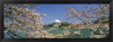 Framed Cherry blossom with memorial in the background, Jefferson Memorial, Tidal Basin, Washington DC, USA Print