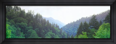 Framed Trees with a mountain range in the background, Great Smoky Mountains National Park, Tennessee, USA Print
