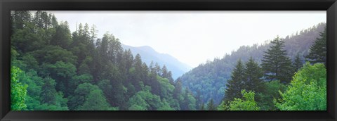 Framed Trees with a mountain range in the background, Great Smoky Mountains National Park, Tennessee, USA Print