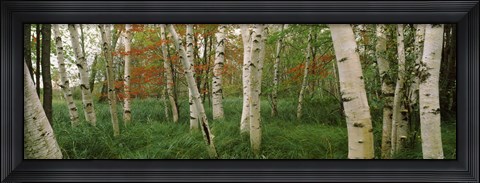 Framed Downy birch trees in a forest, Wild Gardens of Acadia, Acadia National Park, Maine Print