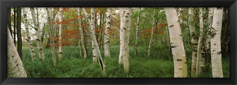 Framed Downy birch trees in a forest, Wild Gardens of Acadia, Acadia National Park, Maine Print