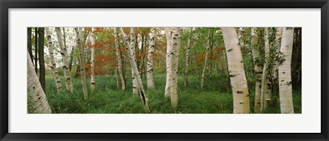 Framed Downy birch trees in a forest, Wild Gardens of Acadia, Acadia National Park, Maine Print