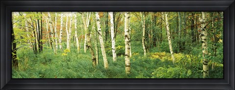 Framed Wild Gardens of Acadia, Acadia National Park, Maine Print