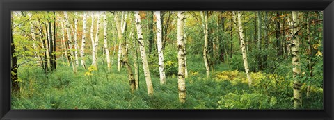 Framed Wild Gardens of Acadia, Acadia National Park, Maine Print