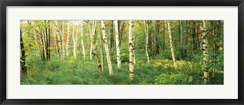 Framed Wild Gardens of Acadia, Acadia National Park, Maine Print