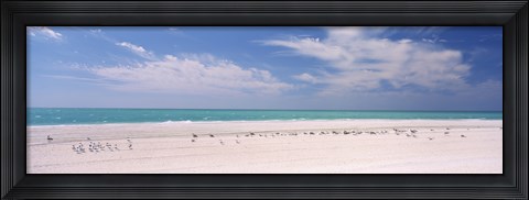 Framed Flock of seagulls on the beach, Lido Beach, St. Armands Key, Sarasota Bay, Florida, USA Print