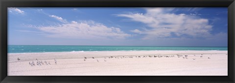 Framed Flock of seagulls on the beach, Lido Beach, St. Armands Key, Sarasota Bay, Florida, USA Print