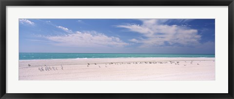 Framed Flock of seagulls on the beach, Lido Beach, St. Armands Key, Sarasota Bay, Florida, USA Print