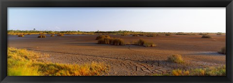 Framed Grass on a dry land, Black Point Wildlife Drive, Merritt Island National Wildlife Refuge, Titusville, Florida, USA Print