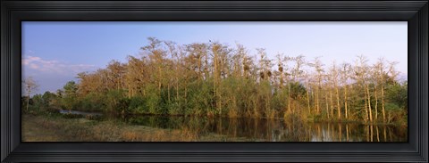 Framed Reflection of trees in water, Turner River Road, Big Cypress National Preserve, Florida, USA Print