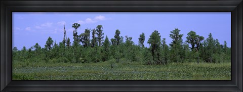 Framed Trees in a field, Suwannee Canal Recreation Area, Okefenokee National Wildlife Refug, Georgia, USA Print