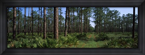 Framed Okefenokee National Wildlife Refuge, Georgia Print
