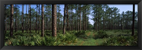 Framed Okefenokee National Wildlife Refuge, Georgia Print