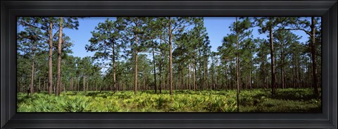 Framed Pine trees in a forest, Suwannee Canal Recreation Area, Okefenokee National Wildlife Refuge, Georgia Print