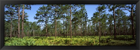 Framed Pine trees in a forest, Suwannee Canal Recreation Area, Okefenokee National Wildlife Refuge, Georgia Print
