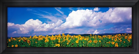 Framed Fields of sunflowers Rudesheim vicinity Germany Print