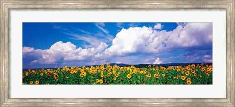 Framed Fields of sunflowers Rudesheim vicinity Germany Print