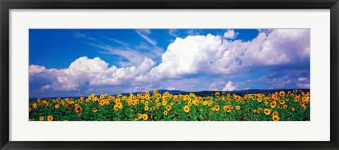 Framed Fields of sunflowers Rudesheim vicinity Germany Print