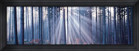 Framed Forest w/ sunrays Landsberg Vicinity Germany Print