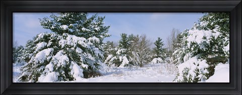 Framed Snow covered pine trees in a forest, New York State, USA Print