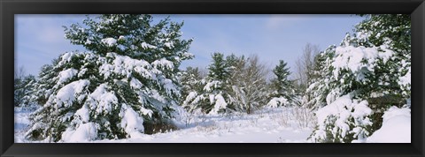 Framed Snow covered pine trees in a forest, New York State, USA Print