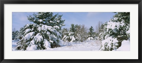 Framed Snow covered pine trees in a forest, New York State, USA Print