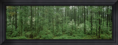 Framed Flowering Dogwood (Cornus florida) trees in a forest, Alaska, USA Print