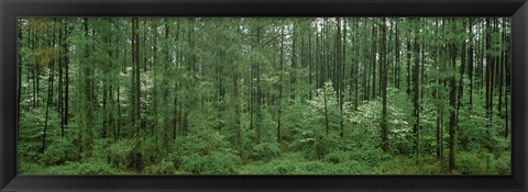 Framed Flowering Dogwood (Cornus florida) trees in a forest, Alaska, USA Print