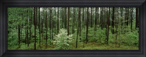 Framed Flowering Dogwood, Alabama Print