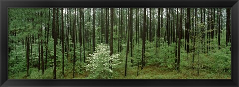 Framed Flowering Dogwood, Alabama Print
