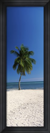 Framed Palm tree on the beach, Smathers Beach, Key West, Monroe County, Florida, USA Print