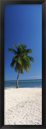 Framed Palm tree on the beach, Smathers Beach, Key West, Monroe County, Florida, USA Print