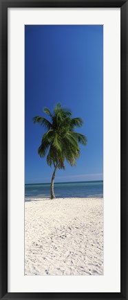 Framed Palm tree on the beach, Smathers Beach, Key West, Monroe County, Florida, USA Print