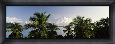 Framed Palm trees on the beach, St. Thomas, US Virgin Islands Print