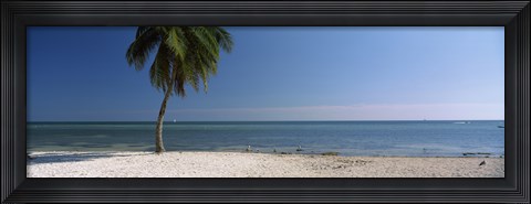 Framed Palm tree on the beach, Smathers Beach, Key West, Florida, USA Print
