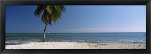 Framed Palm tree on the beach, Smathers Beach, Key West, Florida, USA Print