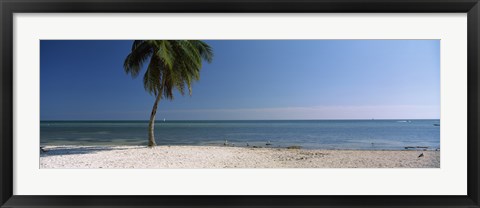 Framed Palm tree on the beach, Smathers Beach, Key West, Florida, USA Print